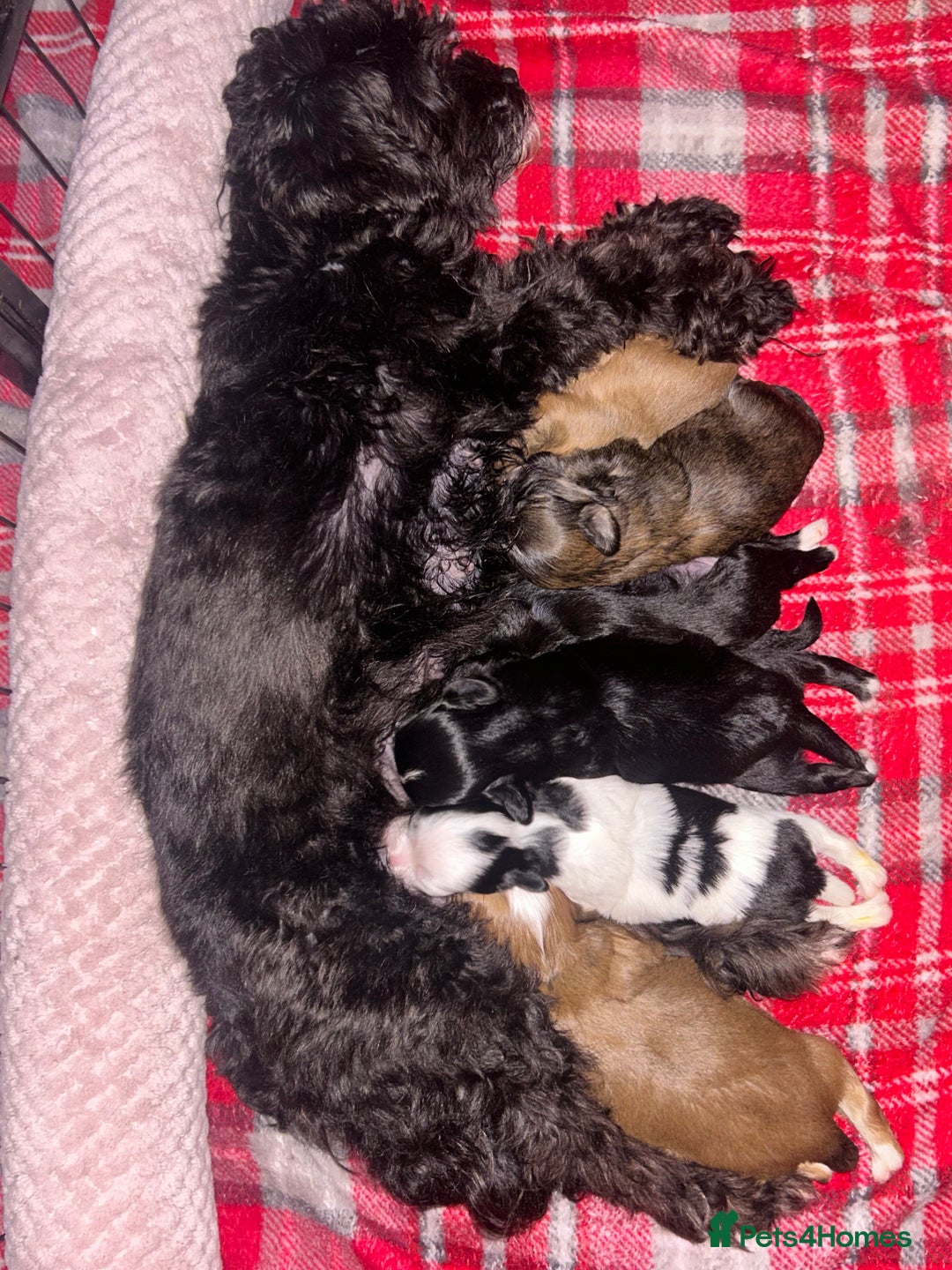 Shihpoo dogs for sale: Gorgeous Shihpoos for sale  - Advert 21