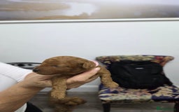 Toy Poodle dogs for sale: Our Beautiful Red little Girls for sale - Image 7