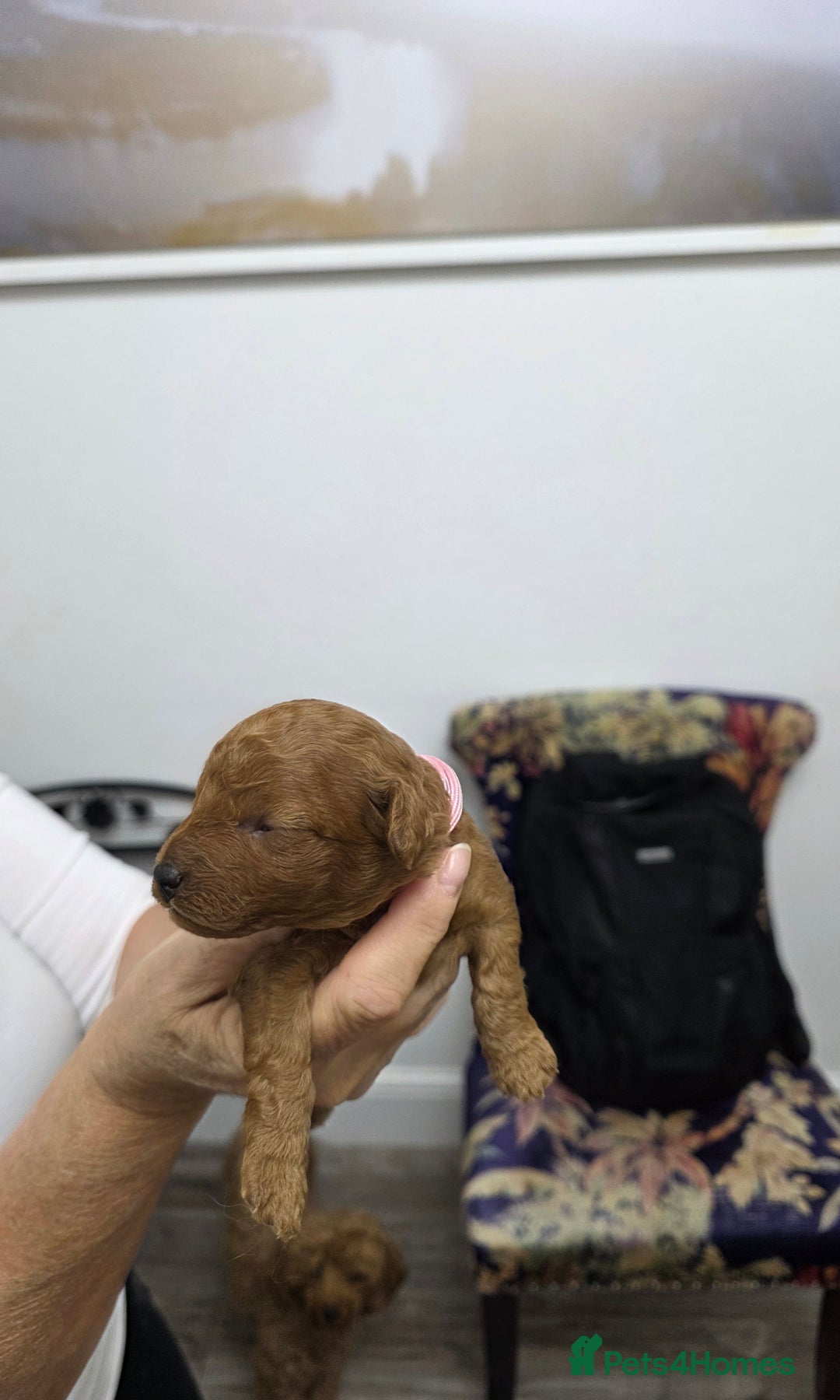 Toy Poodle dogs for sale: Our Beautiful Red little Girls for sale - Image 7