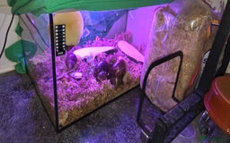 Snails invertebrates for sale: Giant African Land Snails, young adults - Image 5