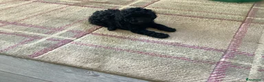 Toy Poodle Puppy 4