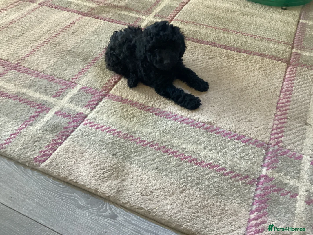 Toy Poodle dogs for sale: Kennel club pupps - Advert 2