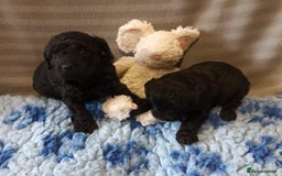 Sproodle dogs for sale: TOY F1b SPOODLE/COCKAPOOS - Image 4