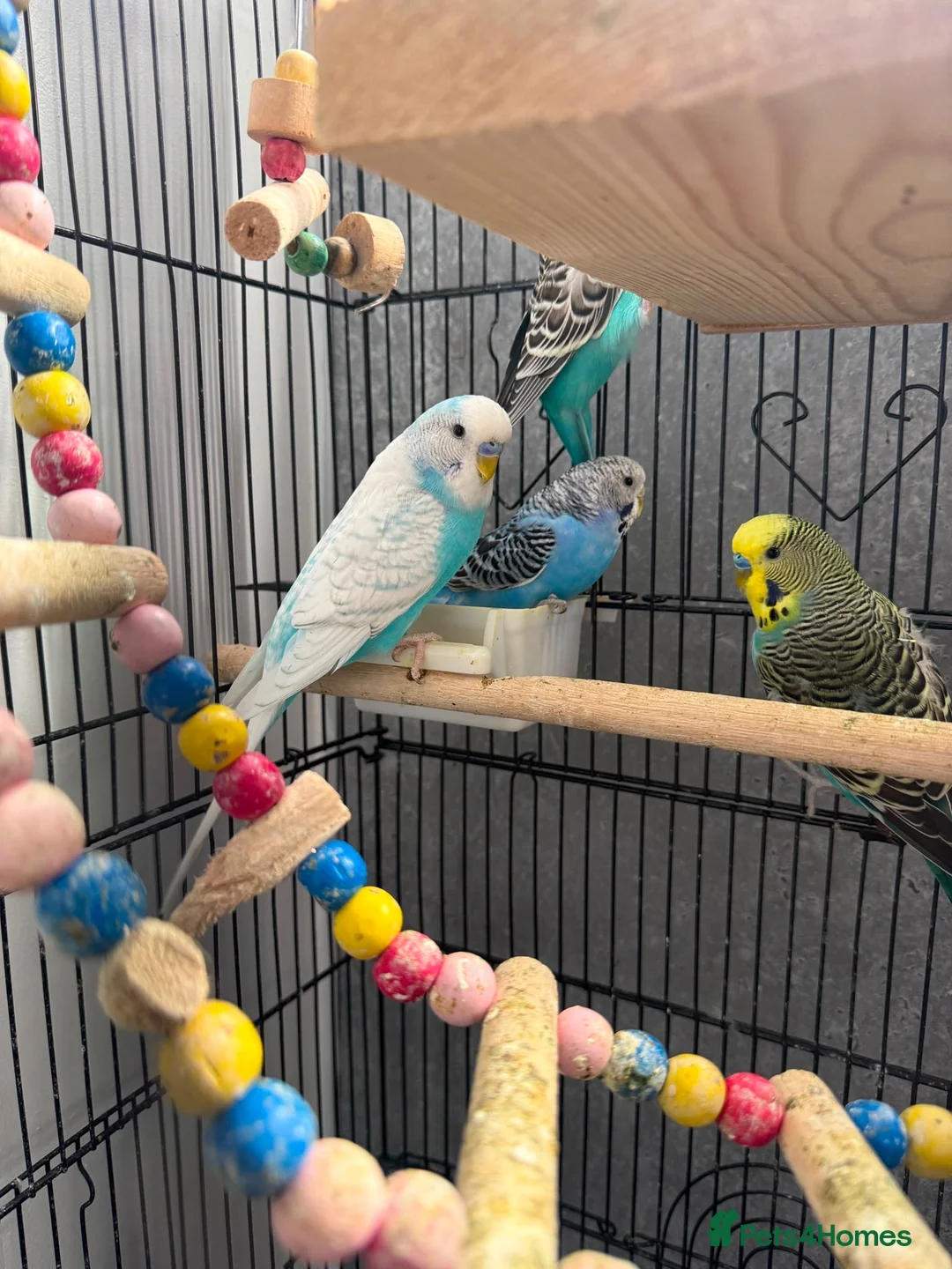 Budgerigars birds for sale: Budgies for sale in Birmingham - Advert 3