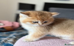 British Shorthair cats for sale: Champion line golden BSH - Image 8