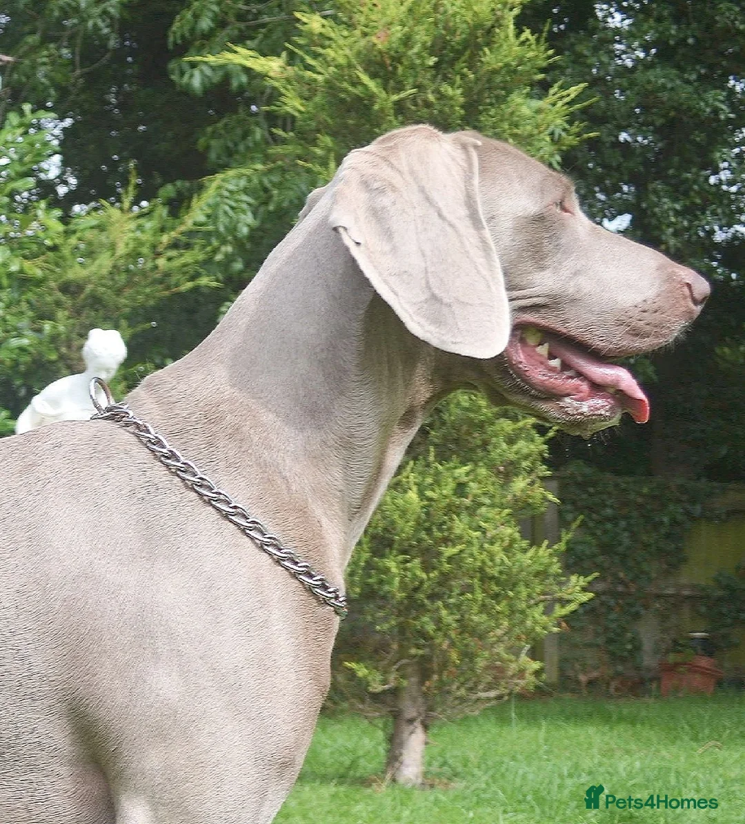 Weimaraner dogs for stud: 🔥super stud🔥Hipscored🔥KC reg in Woodbridge - Advert 31