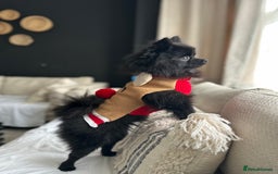 Pomeranian dogs for sale: Female Pomeranian - Image 3