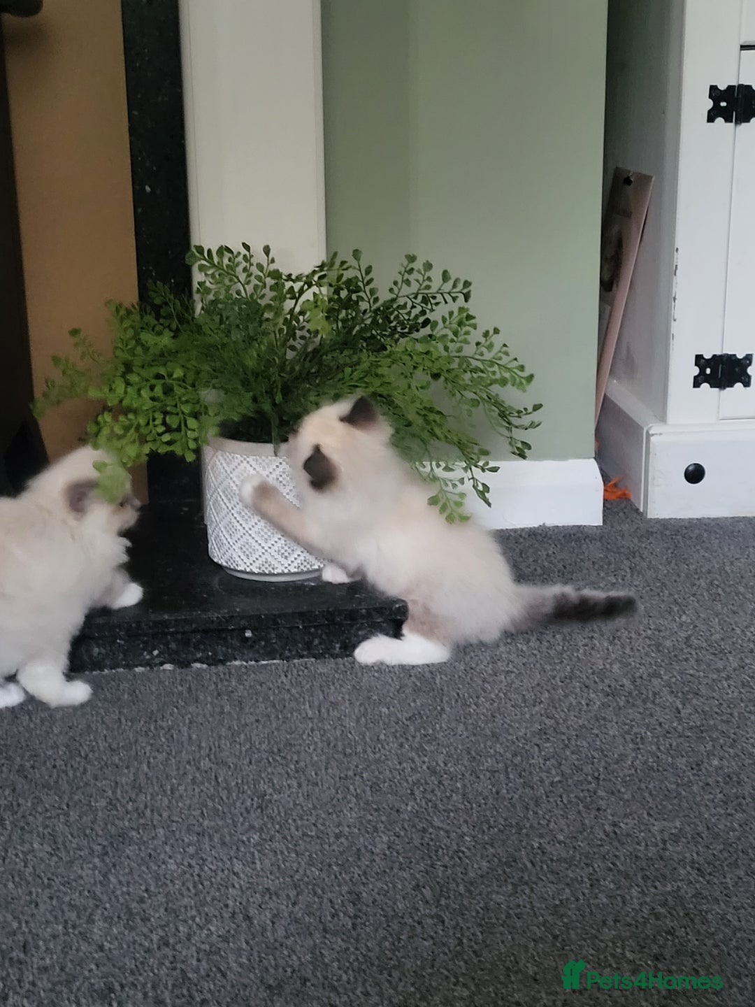 Ragdoll cats for sale: 5 beautiful ragdoll kittens - Image 7