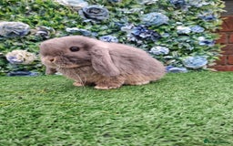Mini Lop rabbits for sale: Beautiful Blue litter of Mini Lops  - Advert 4