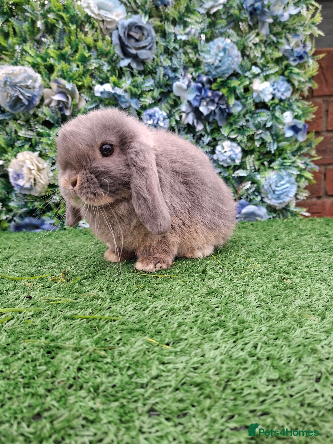 Mini Lop rabbits for sale: Beautiful Blue litter of Mini Lops  - Advert 4