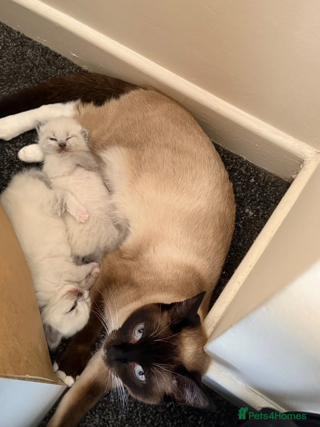 Siamese cats for sale: Siamese/ragdoll cross  in Rochdale - Advert 1
