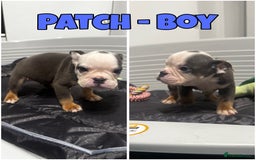 Olde English Bulldogge dogs for sale: Olde English bulldog pups 🐶  - Image 8