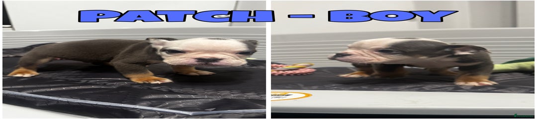 Patch