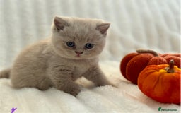 British Shorthair cats for sale: Champion sired Fawn British shorthair kittens - Image 3