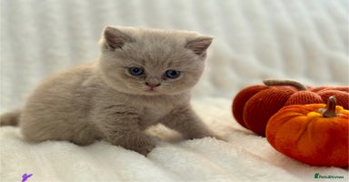 British Shorthair cats - Advert 16