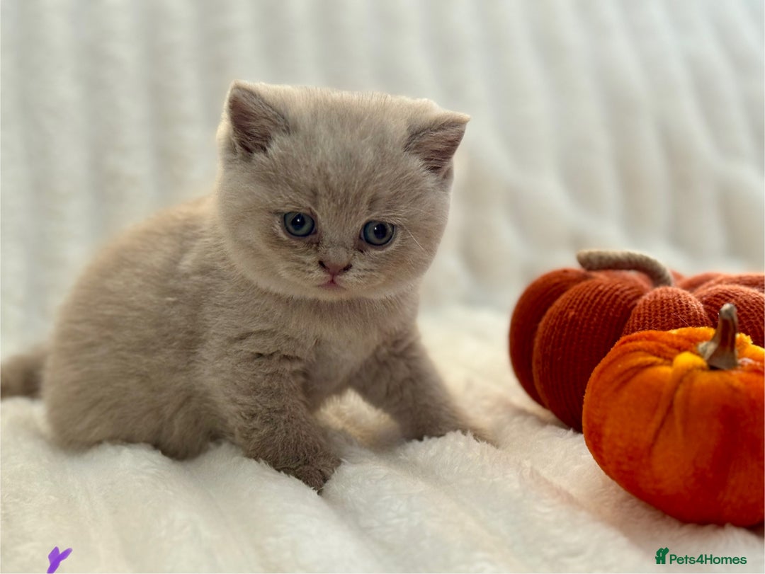 British Shorthair cats for sale: Champion sired Fawn British shorthair kittens - Image 3