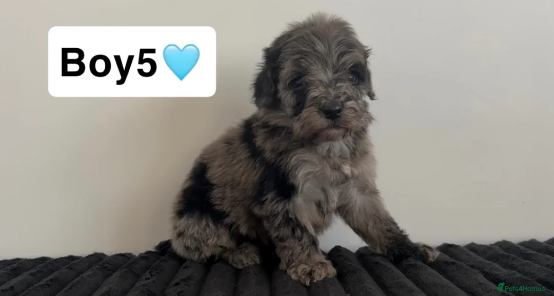 Cockapoo dogs for sale: Cockapoo puppies  - Advert 27