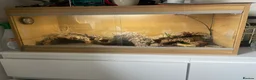 Leopard Gecko reptiles for sale: Full Leopard Gecko Setup  - Advert 4