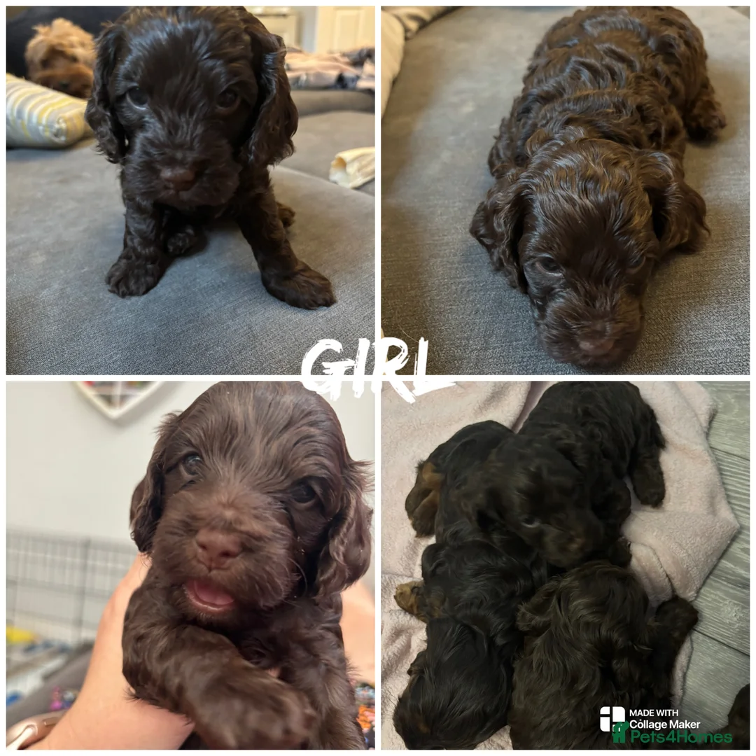 Cockapoo dogs for sale: F2 cockapoo boy and girl - Advert 1