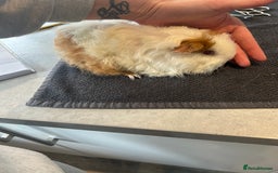 Guinea Pig rodents for sale: Sow guineapigs for sale  - Image 3
