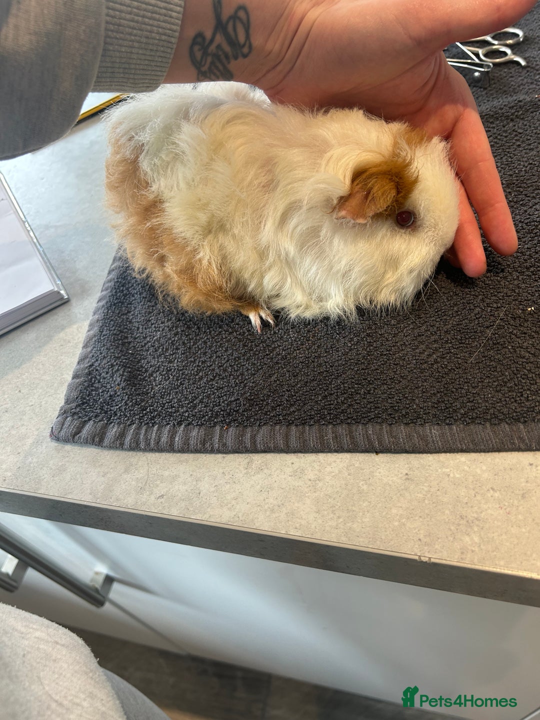 Guinea Pig rodents for sale: Sow guineapigs for sale  - Image 3