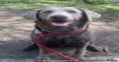 Labrador Retriever dogs - Advert 13