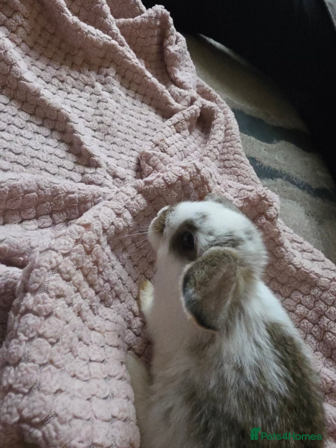 Mini Lop rabbits for sale: 🐰 Mini Lop Bunnies Looking for Forever Homes! 🏡 - Advert 3