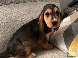 Cocker Spaniel dogs - Advert 7