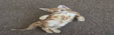 Mixed Breed Kitten 3