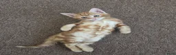 Mixed Breed cats for sale: Beautiful kittens ready for forever home - Advert 14
