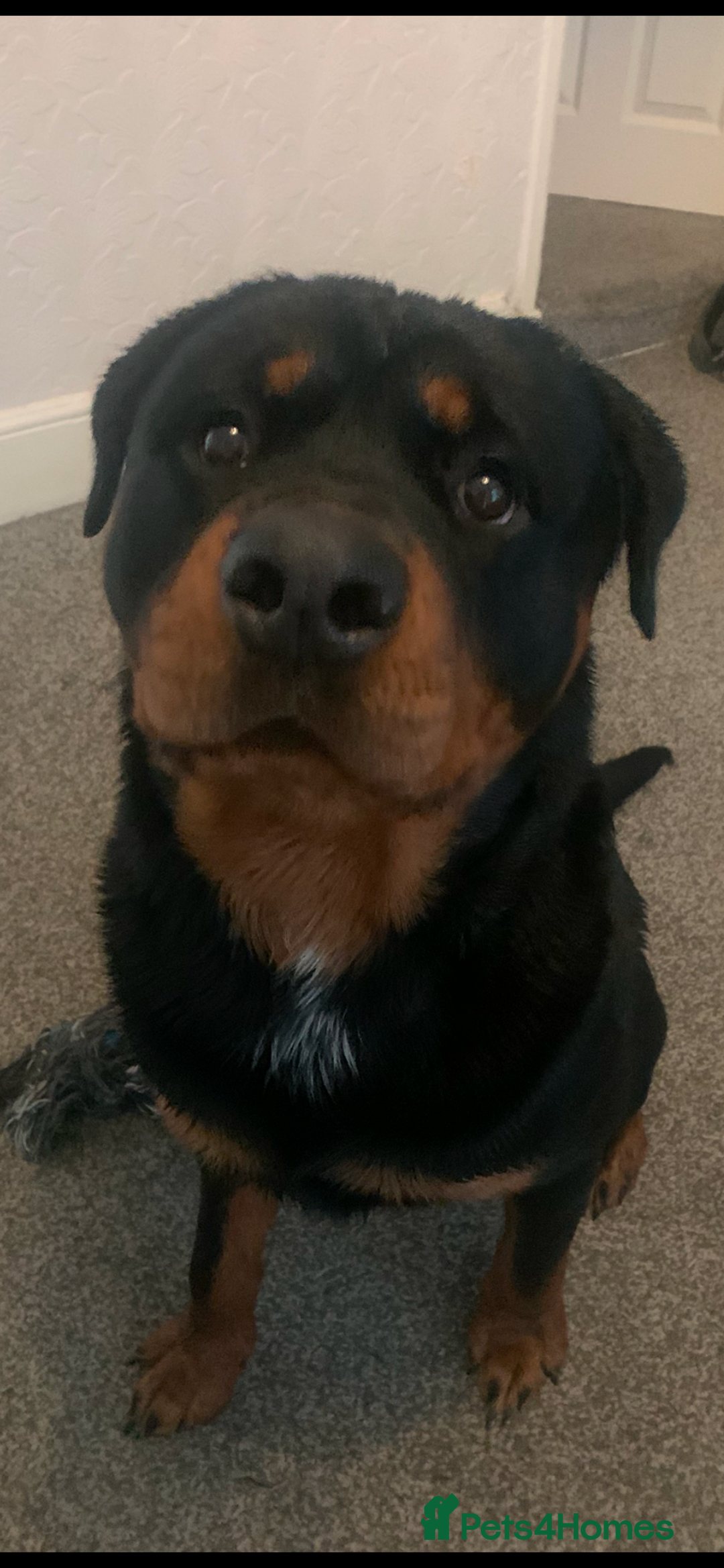 Rottweiler dogs for sale: Gorgeous boy 2 yr old rottweiler  - Advert 10