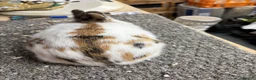 Giant Papillon rabbits for sale: Miniature pappillion babies vaccinated show lines  - Advert 7