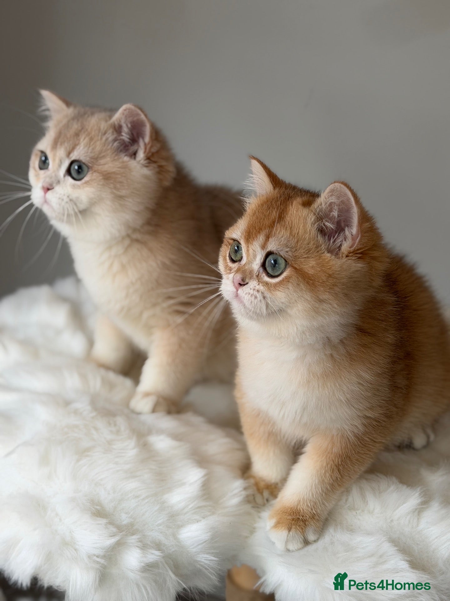British Shorthair cats Luxury British Shorthair Lilac kitten - Advert 2