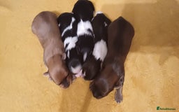 Mixed Breed dogs for sale: Yorkshire mix puppies 3 boys 2 girls  - Image 12