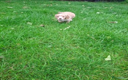 Cocker Spaniel dogs for sale: Kc registered working cocker puppies - Image 9