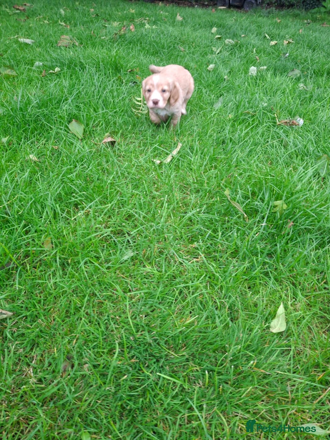 Cocker Spaniel dogs for sale: Kc registered working cocker puppies - Image 9