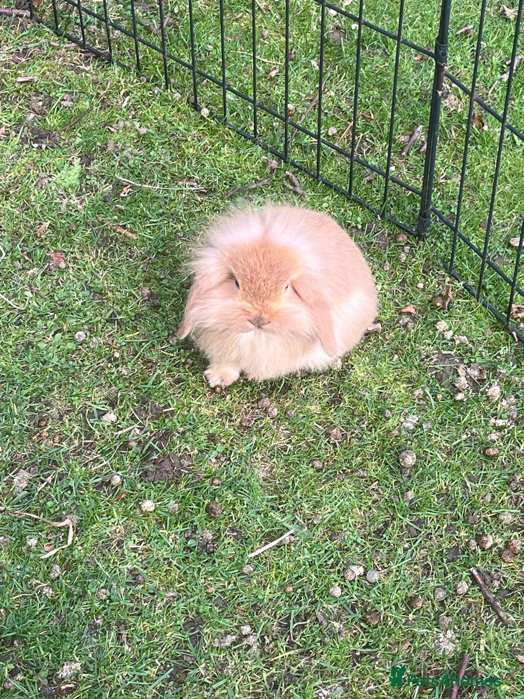 Mini Lion Lop rabbits for sale: Beautiful baby mini lion lops  - Image 7