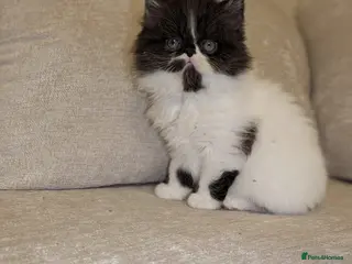 Persian cats Persian - Advert 5