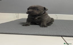 Staffordshire Bull Terrier dogs for sale: Blue staff puppies  - Image 6