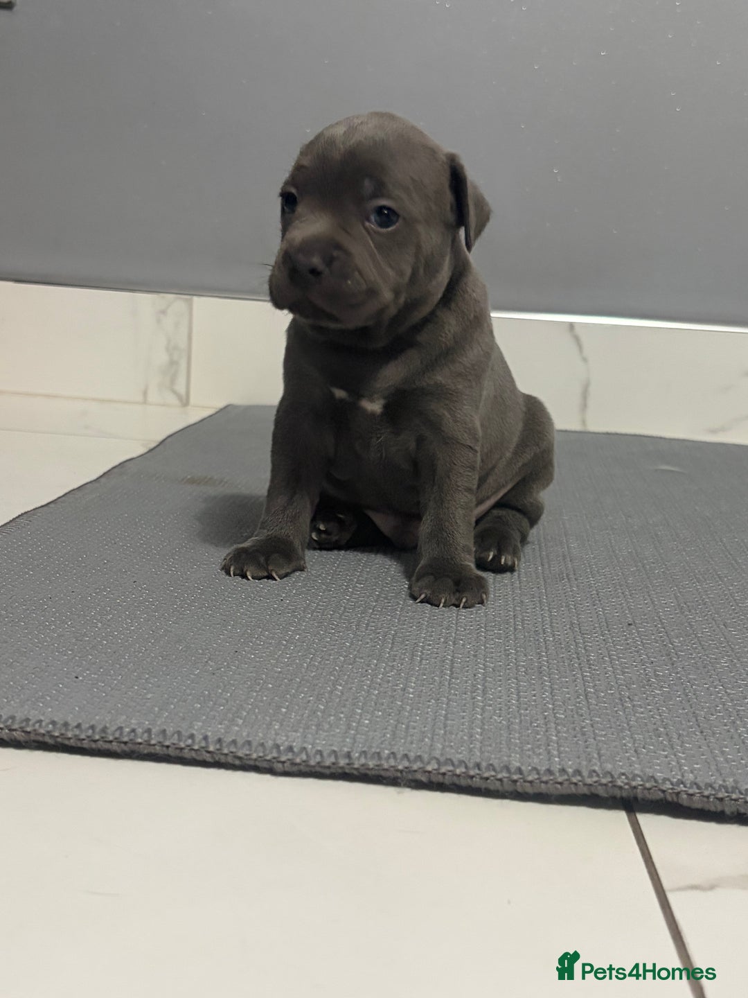 Staffordshire Bull Terrier dogs for sale: Blue staff puppies  - Image 6