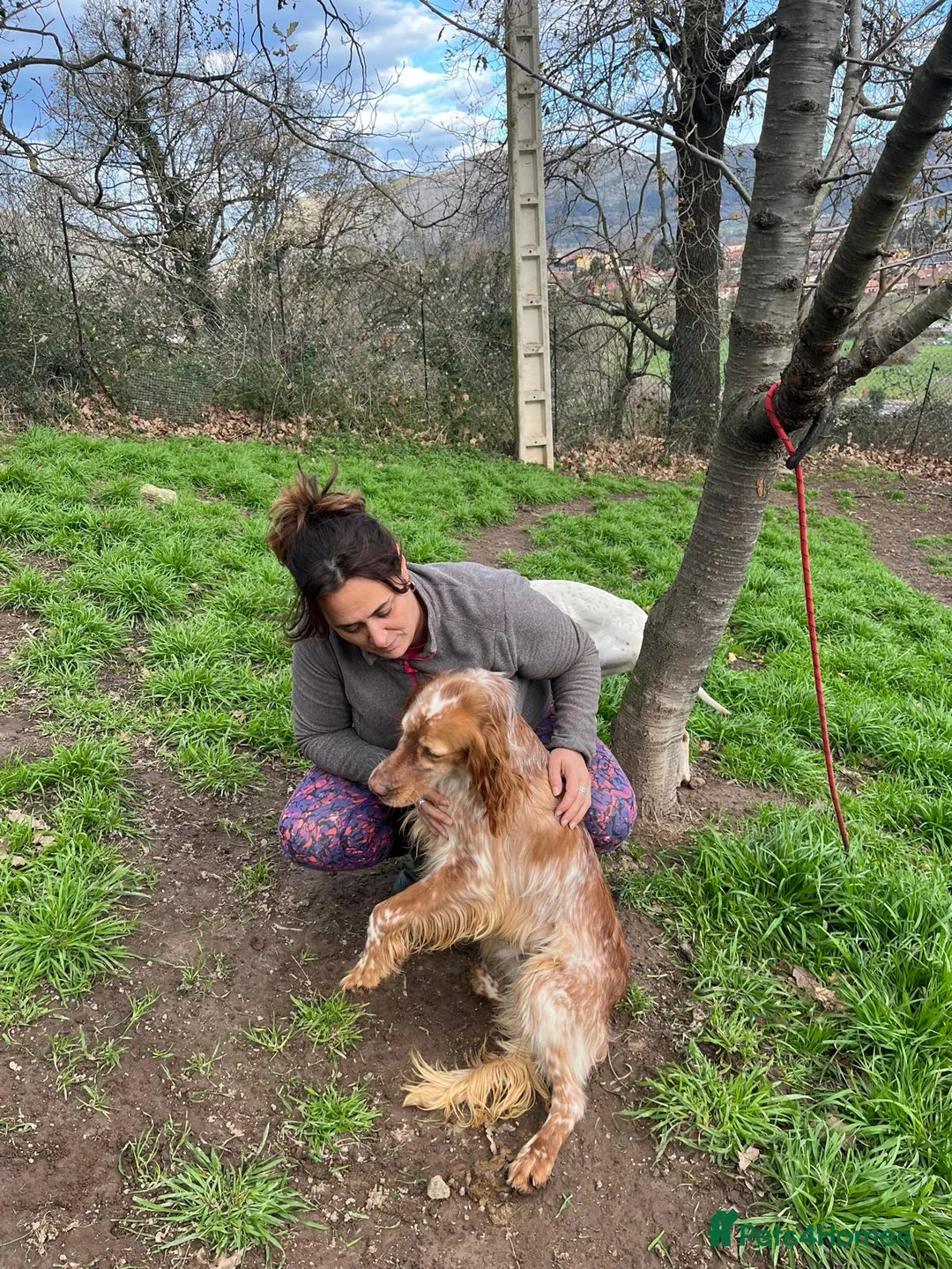 English Setter dogs for adoption: Tito  - Advert 9