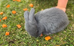 Mini Lop rabbits for sale: Bunny’s ready for 5 star homes  - Image 1