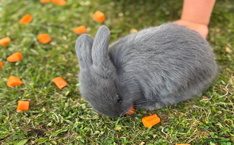 Mini Lop rabbits - Advert 9
