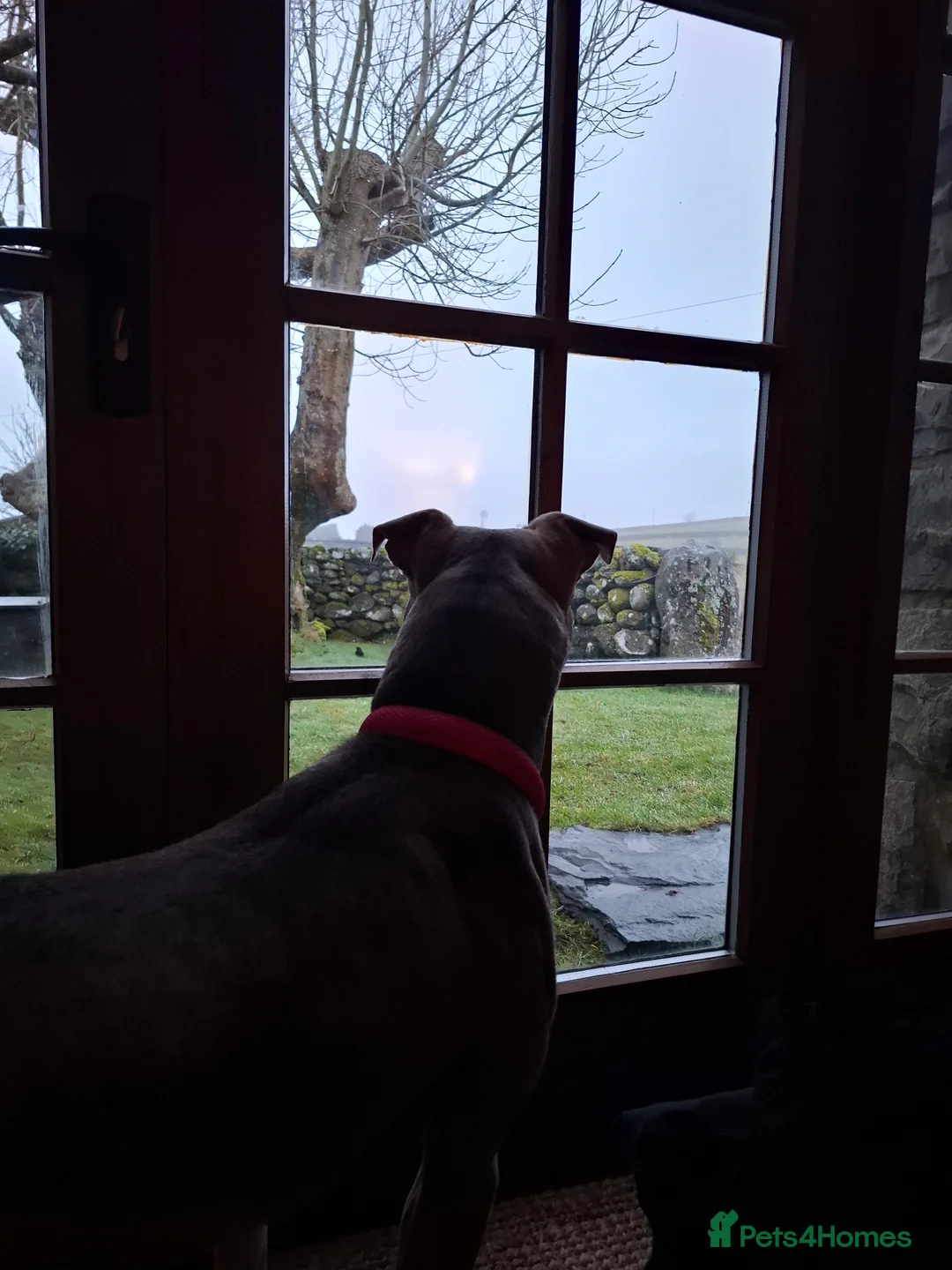 Mixed Breed dogs for sale: Staffy x Female x  - Advert 5