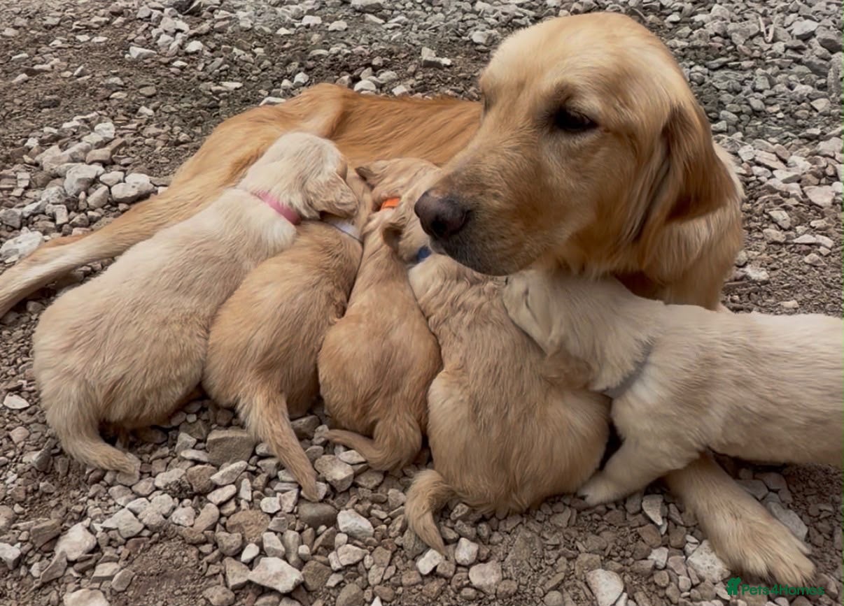 Golden Retriever dogs Golden Retriever Puppies Pedigree - Advert 3