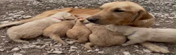 Golden Retriever dogs for sale: Golden Retriever Puppies Pedigree - Advert 1