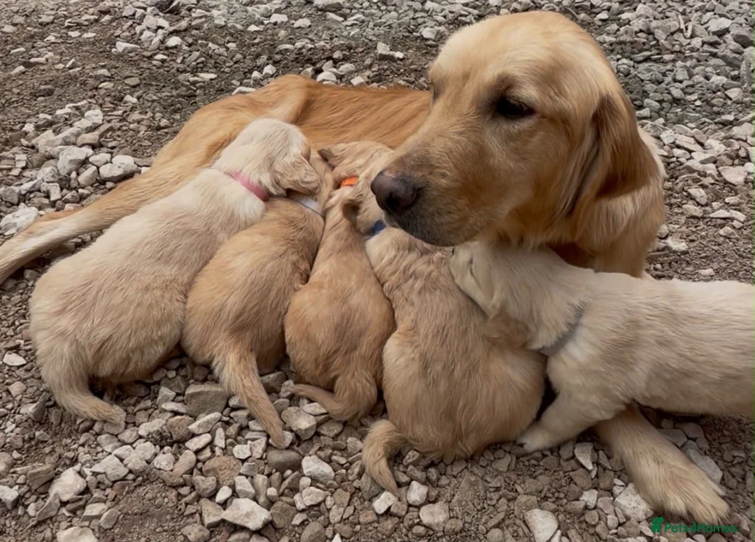 Golden Retriever dogs for sale: Golden Retriever Puppies Pedigree - Advert 1