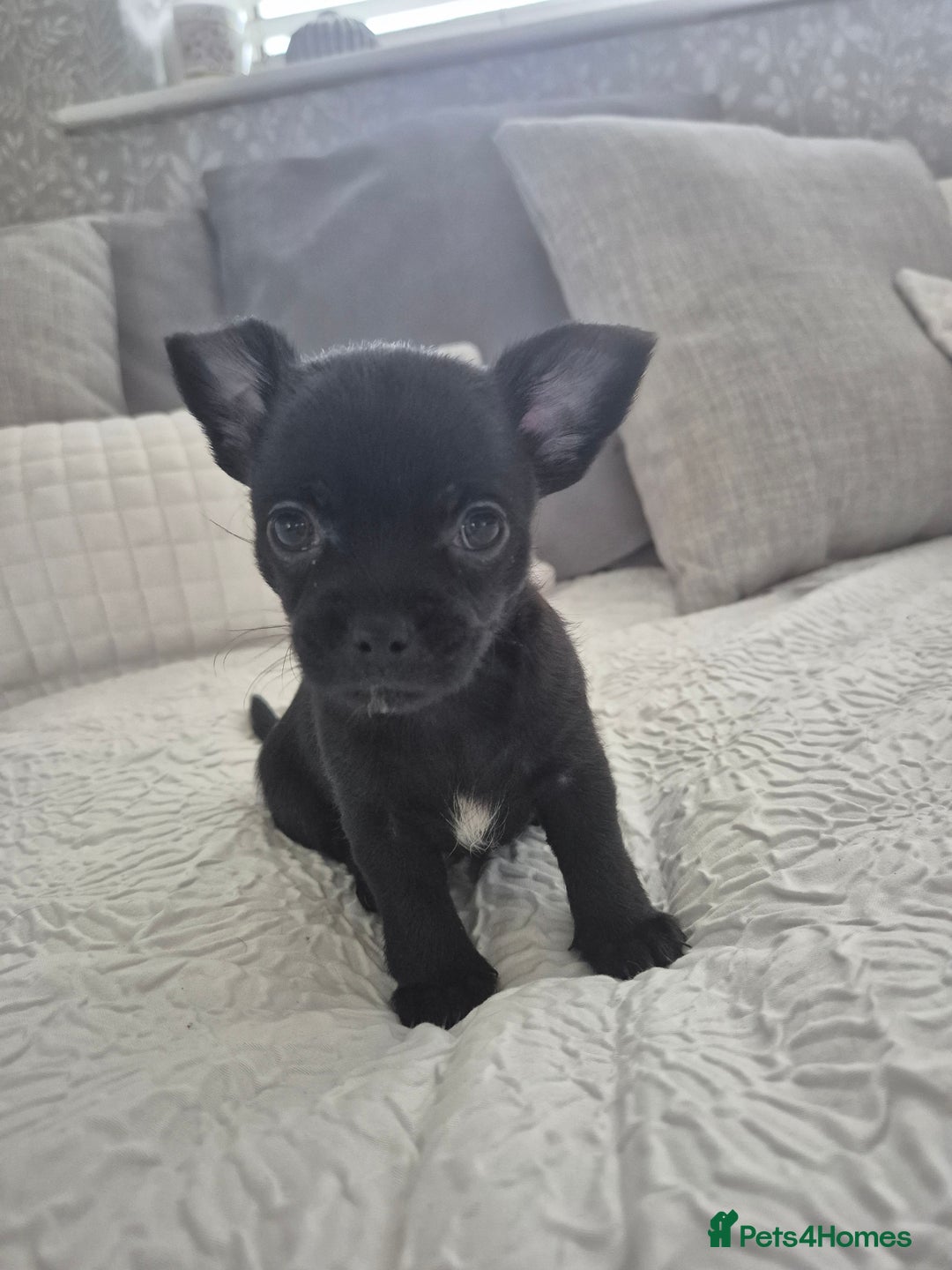 Chihuahua dogs for sale: 4 pure breed chihuahua, 2 merle  2 twins - Advert 20