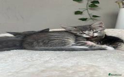Mixed Breed cats for sale: 4 kittens for sale - Image 6