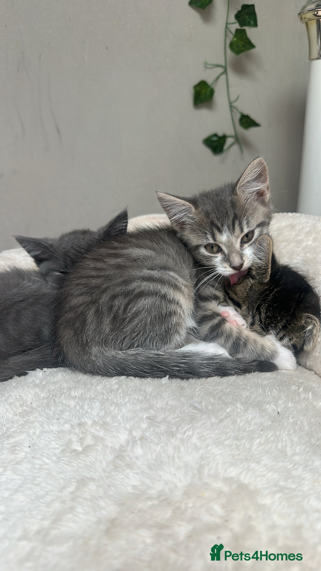 Mixed Breed cats for sale: 4 kittens for sale - Image 6